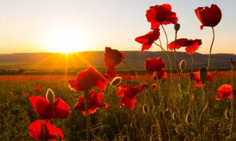 Honouring Our Heroes