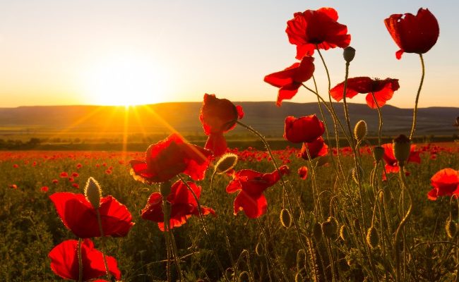 Honouring Our Heroes